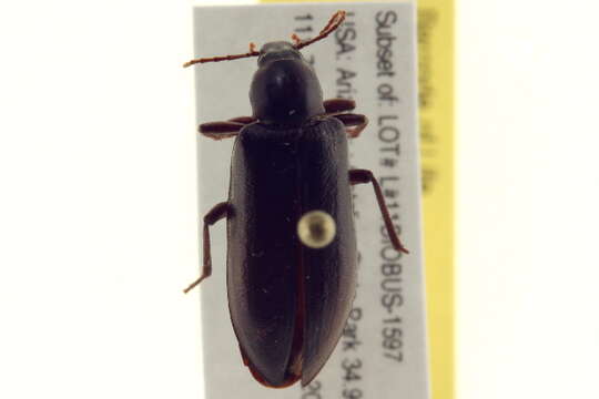 Image of Eupsophulus Cockerell 1906