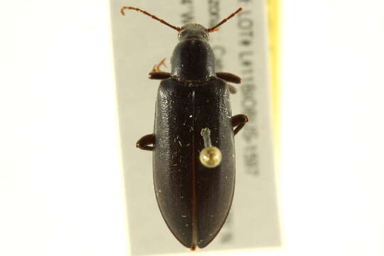 Image of Eupsophulus Cockerell 1906