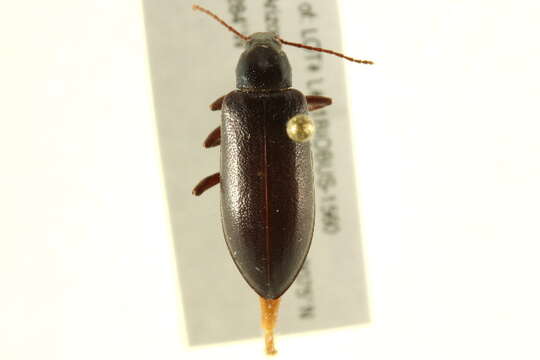 Image of Eupsophulus Cockerell 1906