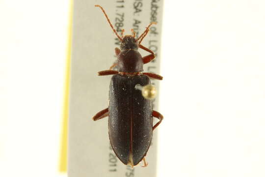 Image of Eupsophulus Cockerell 1906