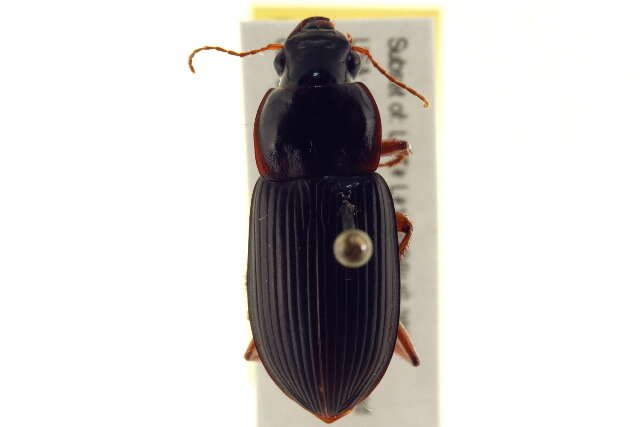 Plancia ëd Harpalus (Pseudoophonus) pensylvanicus (De Geer 1774)