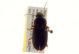 Plancia ëd Harpalus (Pseudoophonus) pensylvanicus (De Geer 1774)