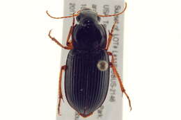 Plancia ëd Harpalus (Pseudoophonus) pensylvanicus (De Geer 1774)