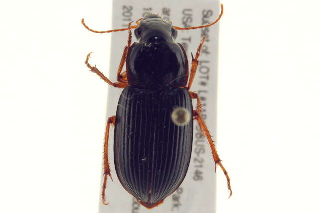 Plancia ëd Harpalus (Pseudoophonus) pensylvanicus (De Geer 1774)