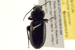 Image of Pterostichus (Melanius) ebeninus (Dejean 1828)