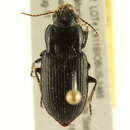 Plancia ëd Anisodactylus (Anisodactylus) californicus Dejean 1829