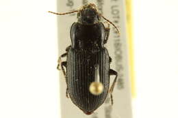 Image de Anisodactylus (Anisodactylus) californicus Dejean 1829