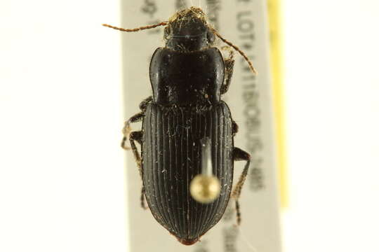 Imagem de Anisodactylus (Anisodactylus) californicus Dejean 1829