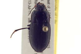 Слика од Anisodactylus (Gynandrotarsus) anthracinus (Dejean 1829)