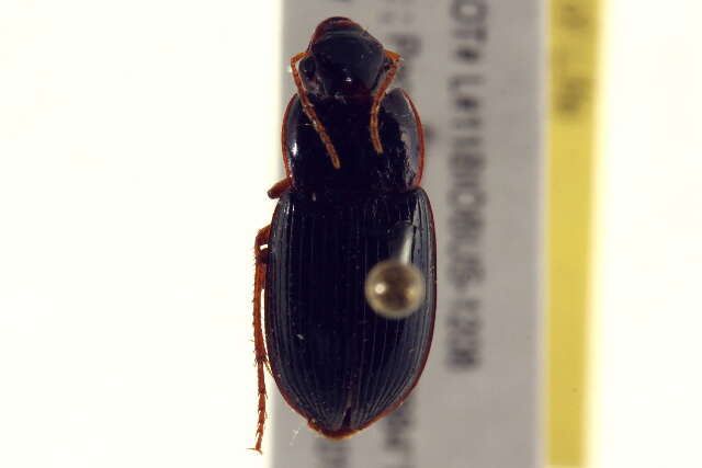 Selenophorus (Selenophorus) opalinus (Le Conte 1863) resmi