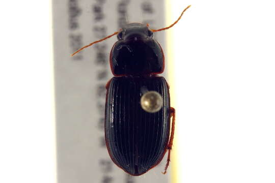 Selenophorus (Selenophorus) opalinus (Le Conte 1863) resmi