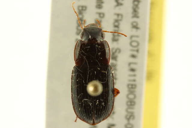 Selenophorus (Selenophorus) opalinus (Le Conte 1863) resmi