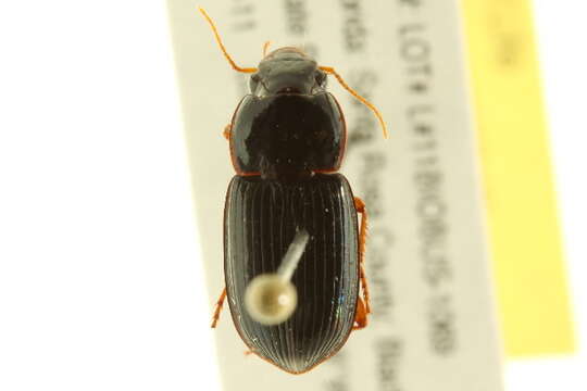 Selenophorus (Selenophorus) opalinus (Le Conte 1863) resmi