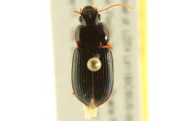 Selenophorus (Selenophorus) opalinus (Le Conte 1863) resmi