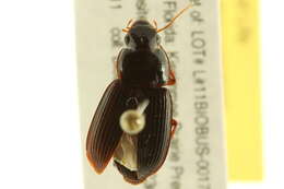 Selenophorus (Selenophorus) opalinus (Le Conte 1863) resmi