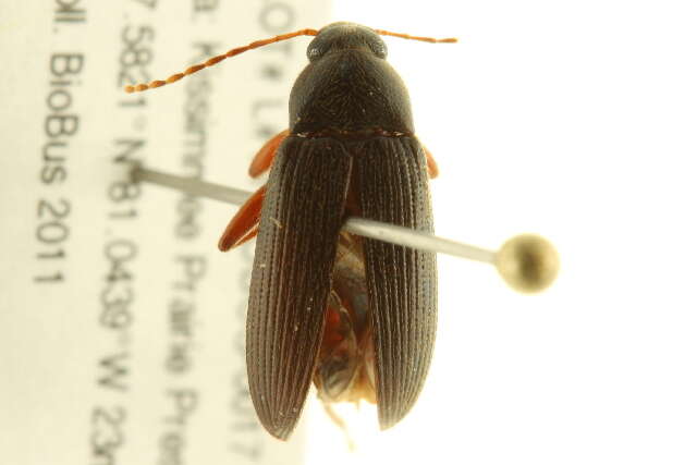 Image of Lobopoda (Lobopoda) erythrocnemis (Germar 1823)
