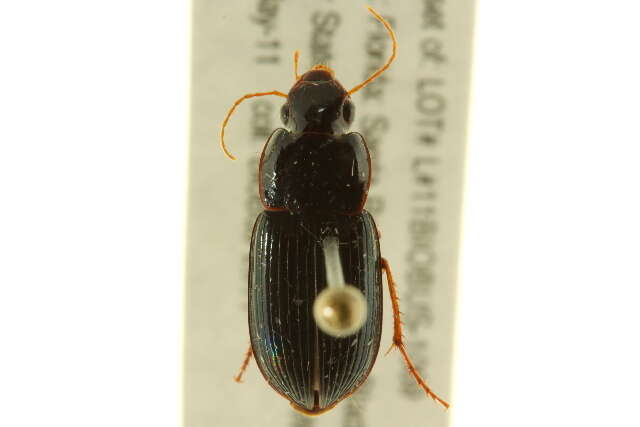 Selenophorus (Selenophorus) opalinus (Le Conte 1863) resmi