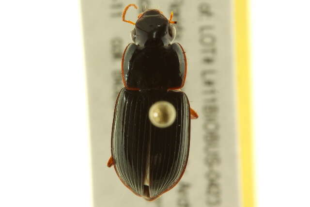 Selenophorus (Selenophorus) opalinus (Le Conte 1863) resmi