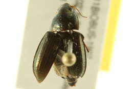 Image of common sun beetle