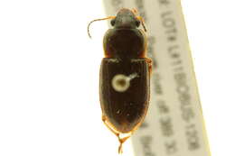 Image of Selenophorus (Selenophorus) famulus Casey 1914