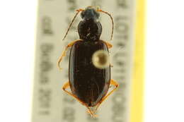 Image of Bembidion mexicanum Dejean 1831