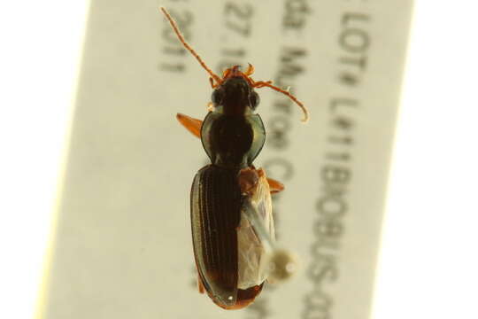 Image of Bembidion (Notaphus) contractum Say 1823