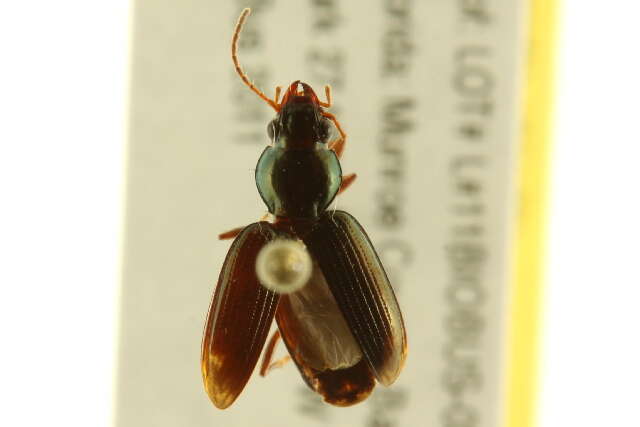 Image of Bembidion (Notaphus) contractum Say 1823