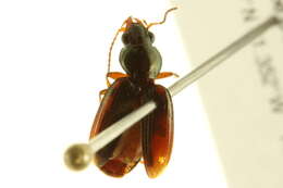 Image of Bembidion (Notaphus) contractum Say 1823