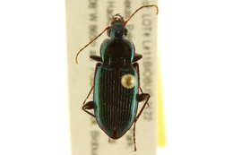 Image of Poecilus (Poecilus) scitulus Le Conte 1846