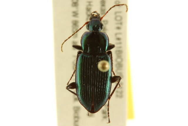 Image of Poecilus (Poecilus) scitulus Le Conte 1846