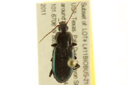 Image of Poecilus (Poecilus) scitulus Le Conte 1846