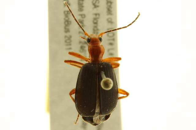 Image of Brachinus (Neobrachinus) quadripennis Dejean 1825