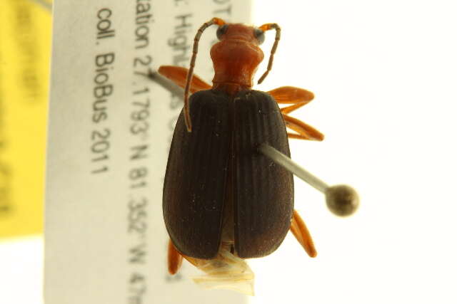 Image of Brachinus (Neobrachinus) quadripennis Dejean 1825