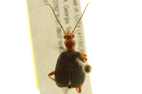 Image of Brachinus (Neobrachinus) quadripennis Dejean 1825