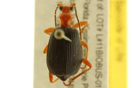 Image of Brachinus (Neobrachinus) quadripennis Dejean 1825