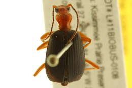 Image of Brachinus (Neobrachinus) quadripennis Dejean 1825