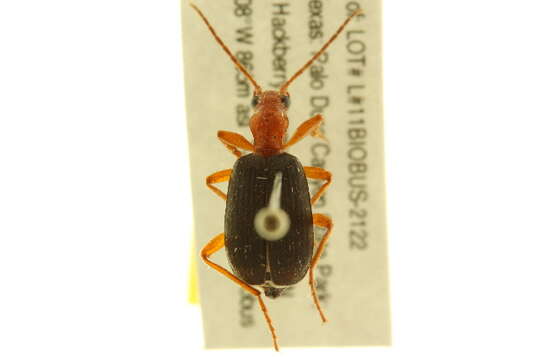 Image de Brachinus (Neobrachinus) elongatulus Chaudoir 1876