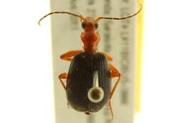 Image of Brachinus (Neobrachinus) quadripennis Dejean 1825