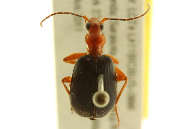 Image of Brachinus (Neobrachinus) quadripennis Dejean 1825