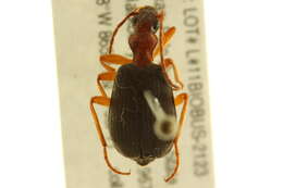 Image of Brachinus (Neobrachinus) elongatulus Chaudoir 1876