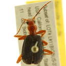 Sivun Brachinus (Neobrachinus) kavanaughi Erwin 1969 kuva