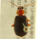 Image of Lebia (Loxopeza) pimalis (Casey 1920)