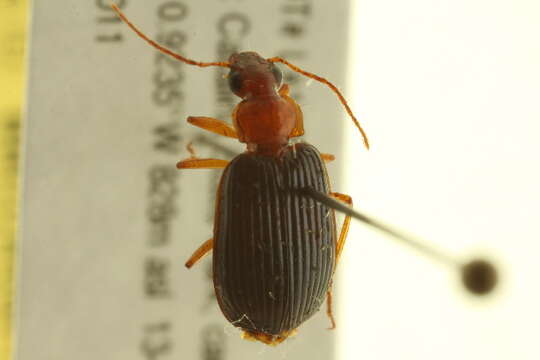 Plancia ëd Lebia (Loxopeza) pimalis (Casey 1920)