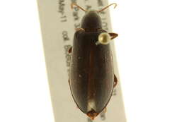 Image of Eupsophulus Cockerell 1906