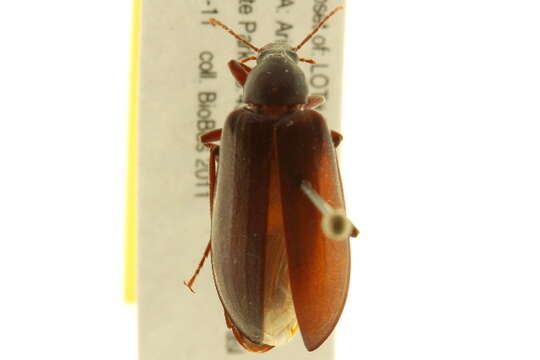 Image of Eupsophulus Cockerell 1906