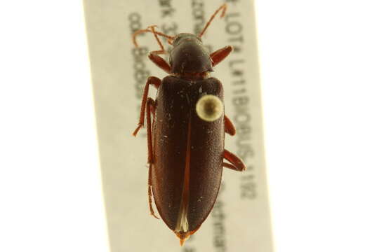 Image of Eupsophulus Cockerell 1906