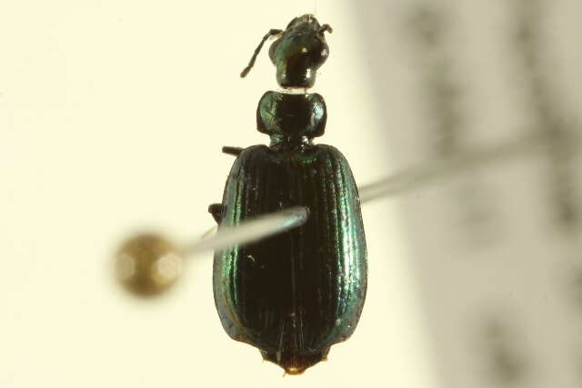 Image of Lebia (Lebia) viridis Say 1823
