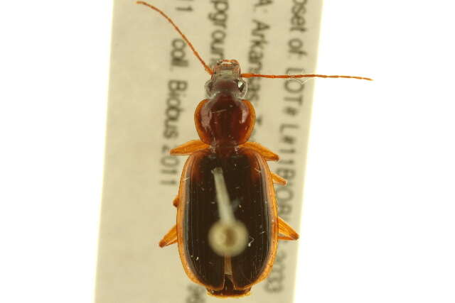 Image of Pinacodera limbata (Dejean 1831)