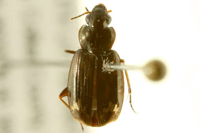 Tetragonoderus (Tetragonoderus) intersectus (Germar 1824)的圖片