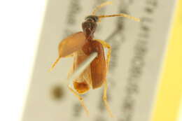 Image of Pseudaptinus (Pseudaptinus) lecontei (Dejean 1831)